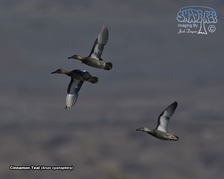 Cinnamon Teal - Spatula cyanoptera