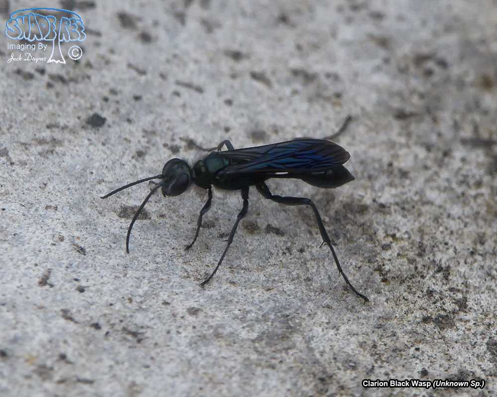 Clarion Black Wasp - Unknown Sp.