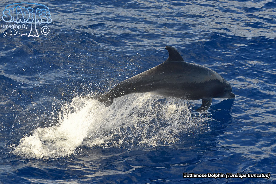 Bottlenose Dolphin - Tursiops truncatus
