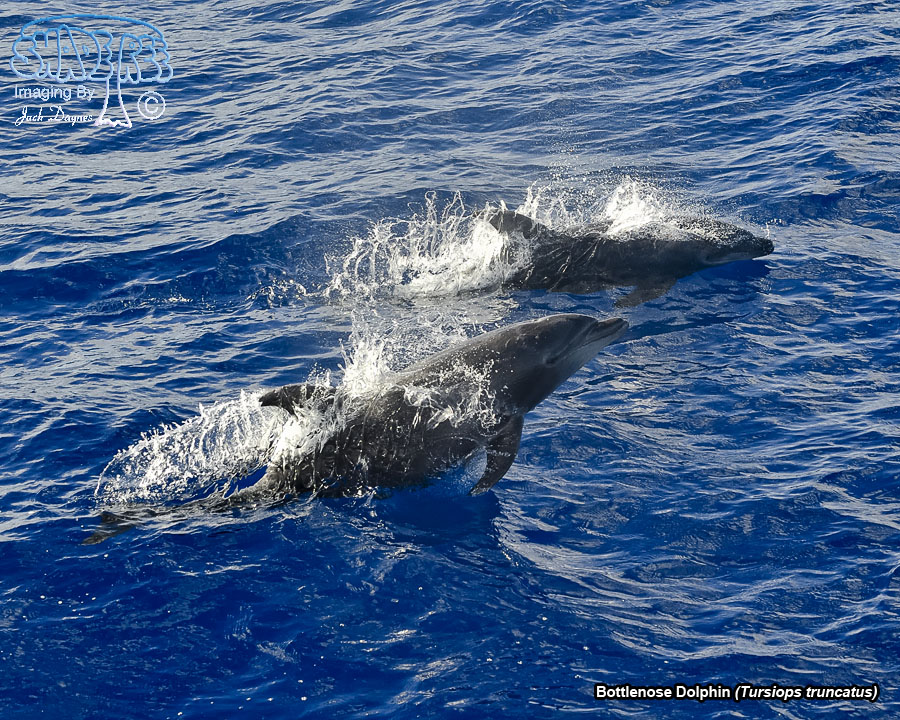 Bottlenose Dolphin - Tursiops truncatus