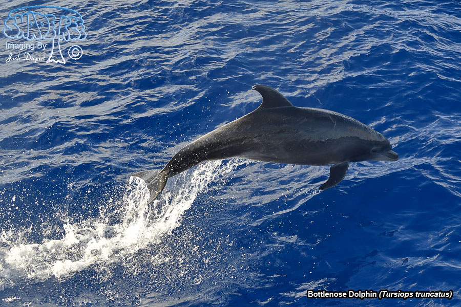Bottlenose Dolphin - Tursiops truncatus