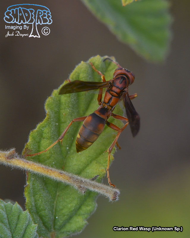 Clarion Red Wasp - Unknown Sp.