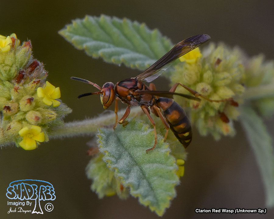 Clarion Red Wasp - Unknown Sp.