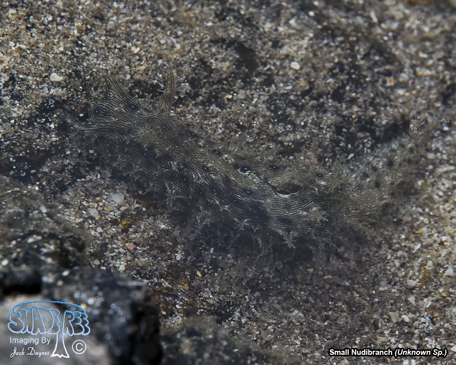 Small Nudibranch - Unknown Sp.