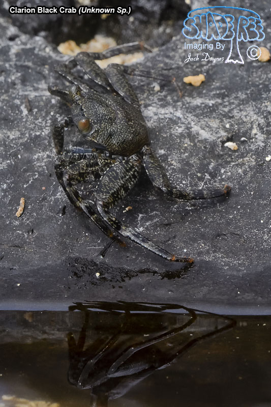 Clarion Black Crab - Unknown Sp.
