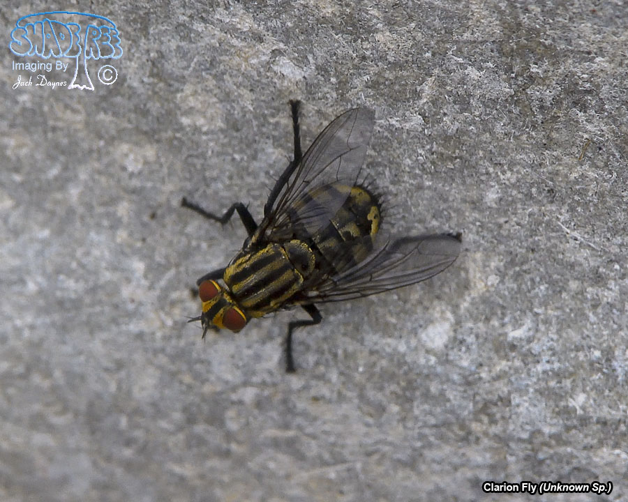 Clarion Fly - Unknown Sp.