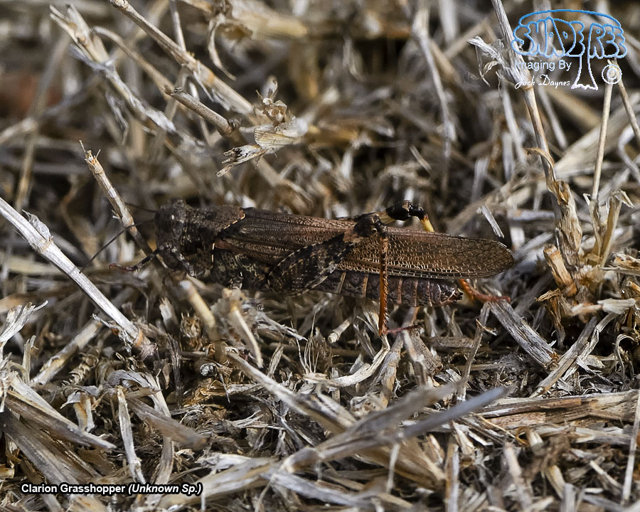 Clarion Grasshopper - Unknown Sp.