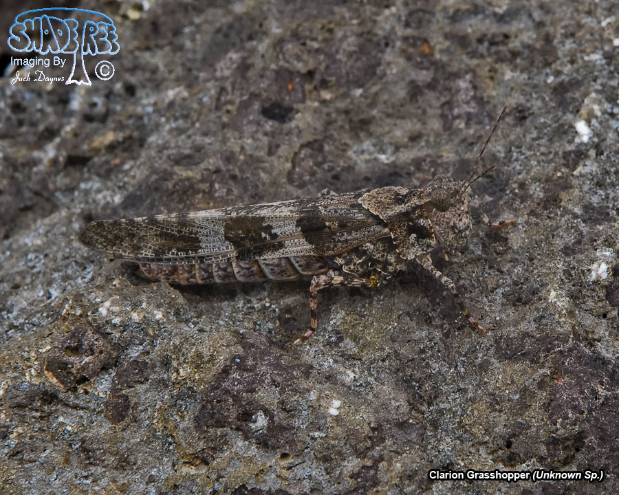 Clarion Grasshopper - Unknown Sp.