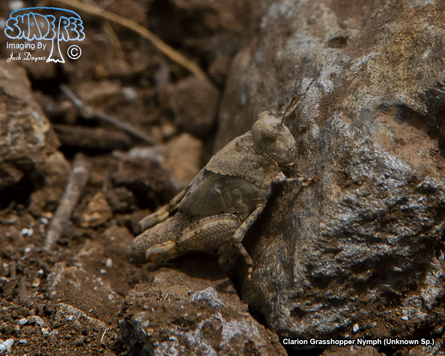 Clarion Grasshopper (Nymph) - Unknown Sp.