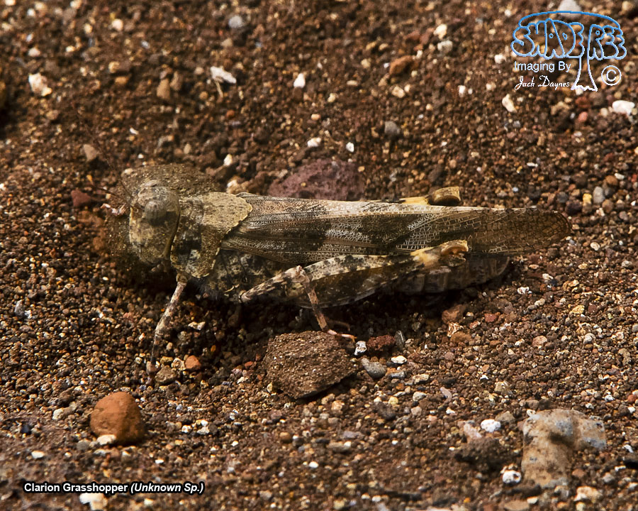 Clarion Grasshopper - Unknown Sp.