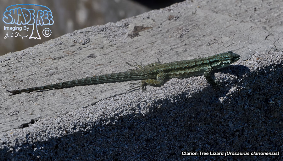 Clarion Tree Lizard - Urosaurus clarionensis