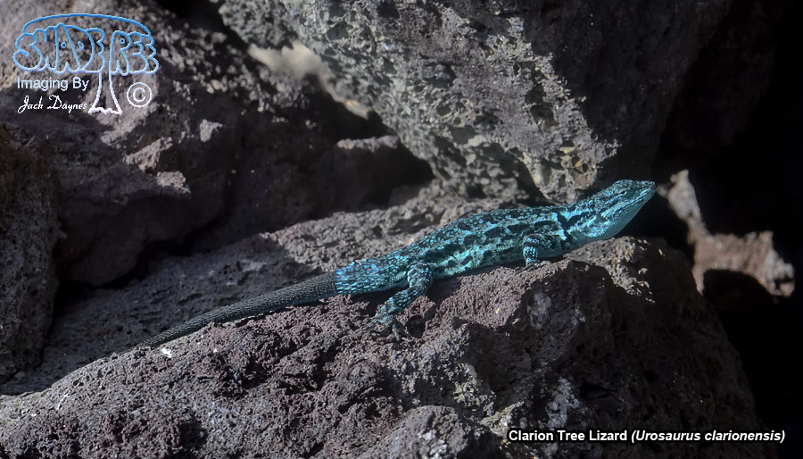 Clarion Tree Lizard - Urosaurus clarionensis