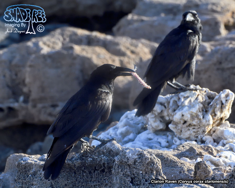 Clarion Raven - Corvus corax clarionensis