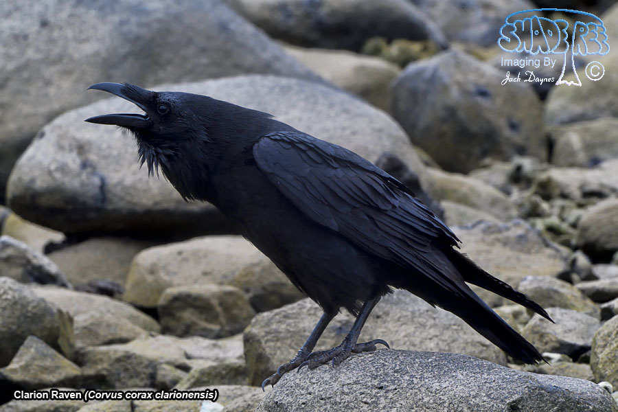 Clarion Raven - Corvus corax clarionensis