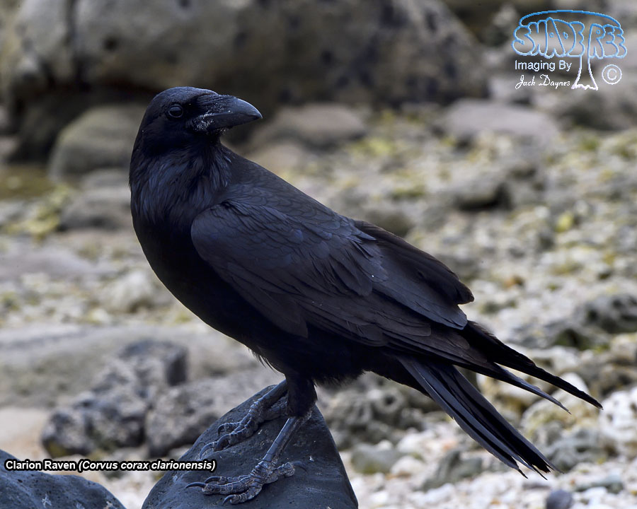 Clarion Raven - Corvus corax clarionensis