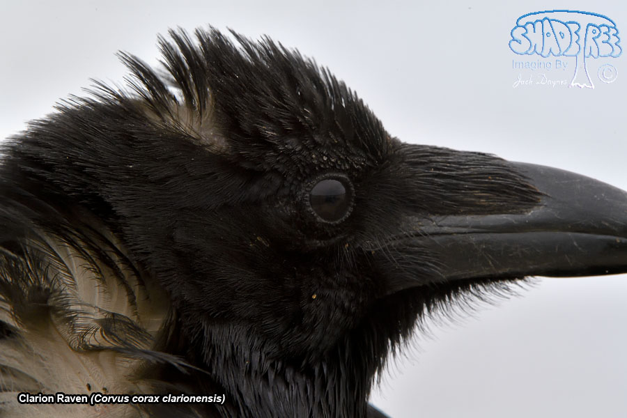 Clarion Raven - Corvus corax clarionensis