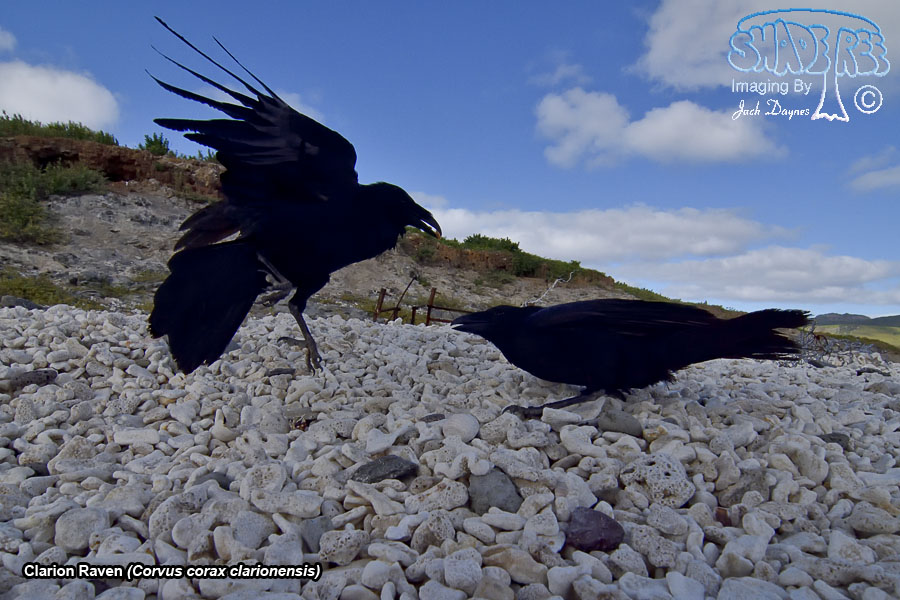 Clarion Raven - Corvus corax clarionensis