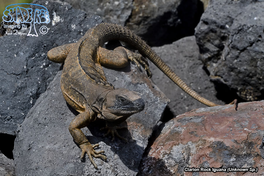 Clarion Rock Iguana - Unknown Sp.