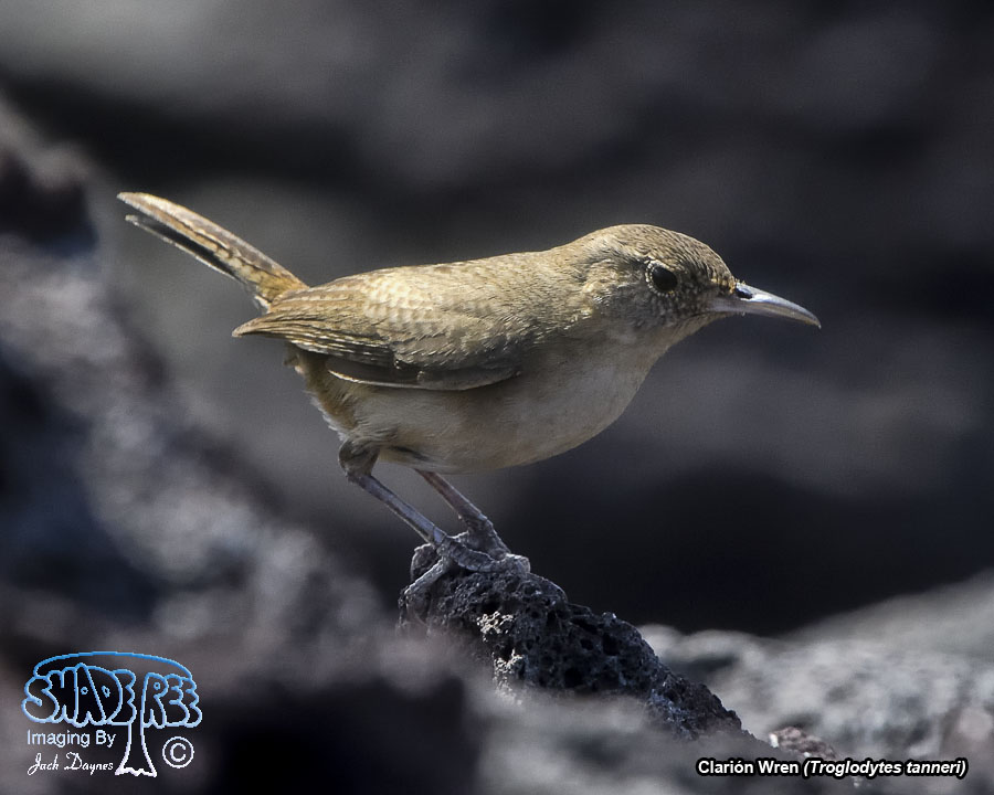 Clarión Wren - Troglodytes tanneri