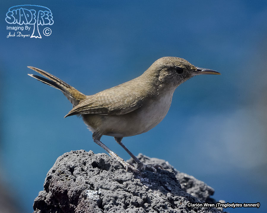 Clarión Wren - Troglodytes tanneri