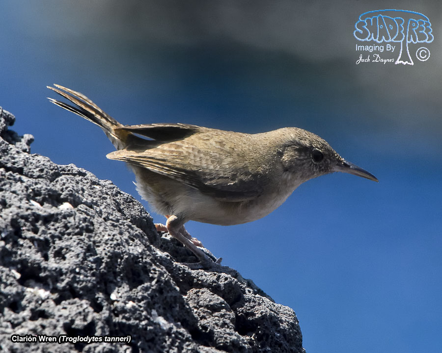 Clarión Wren - Troglodytes tanneri