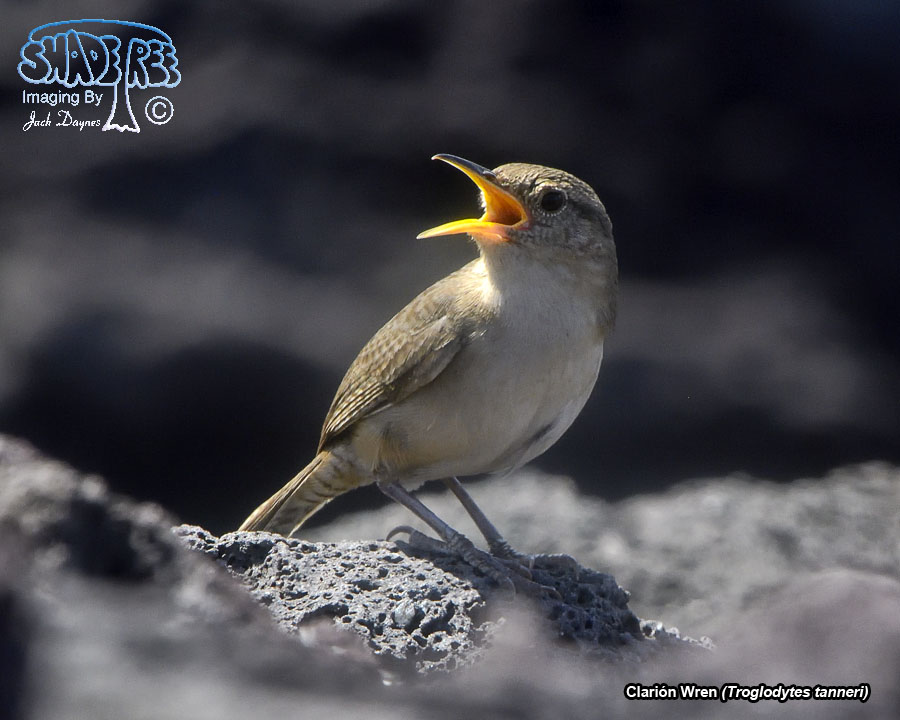 Clarión Wren - Troglodytes tanneri