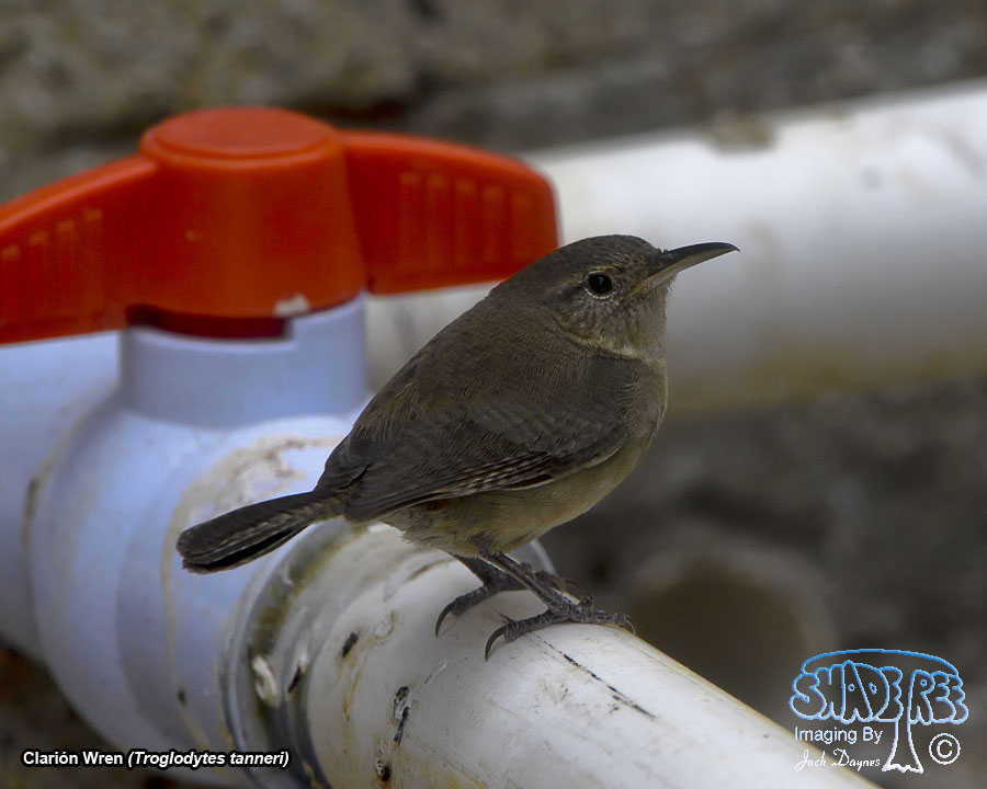 Clarión Wren - Troglodytes tanneri