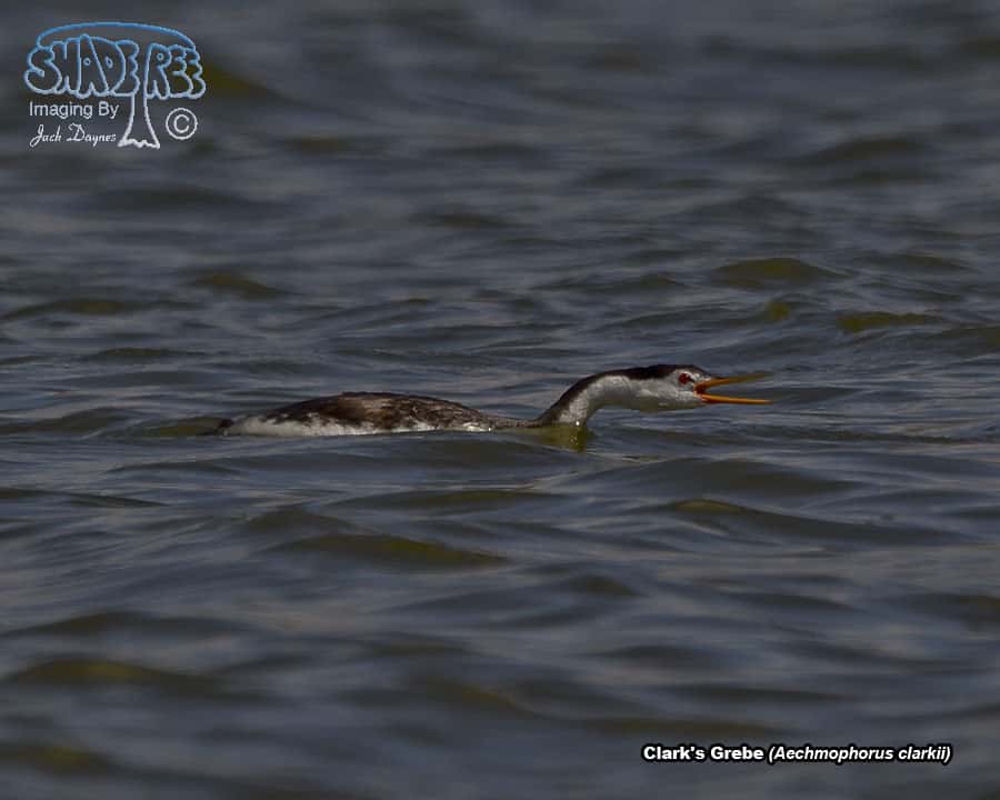 Clark's Grebe - Aechmophorus clarkii
