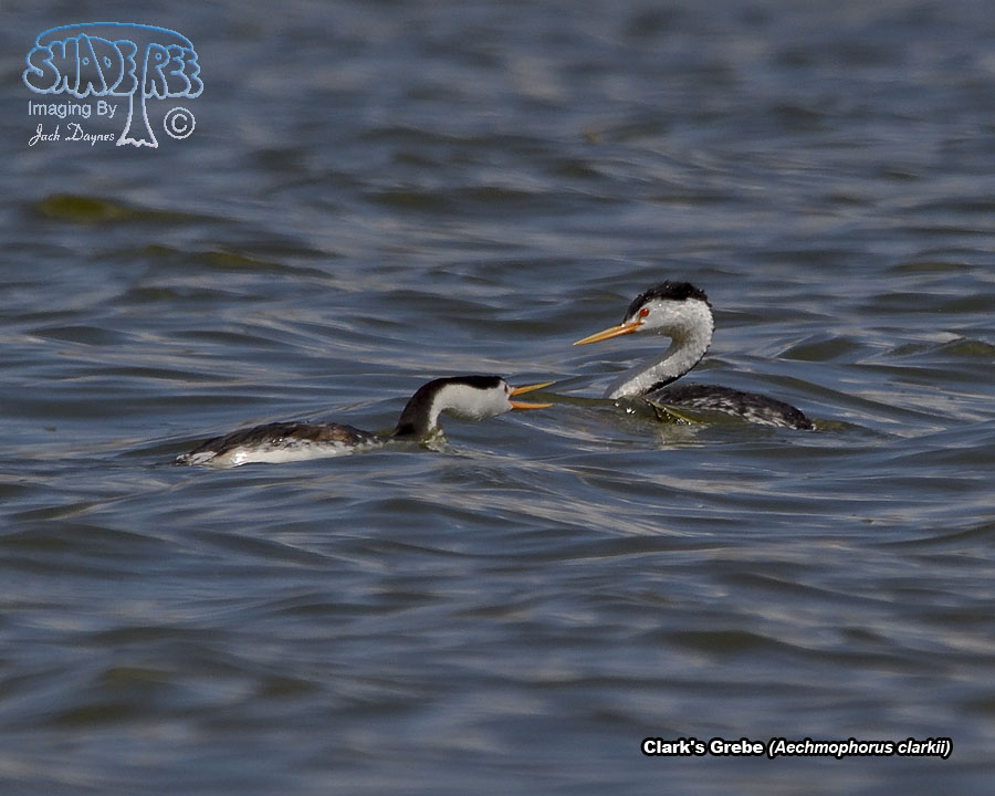 Clark's Grebe - Aechmophorus clarkii