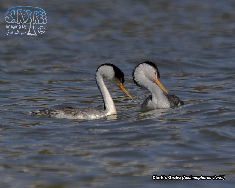 Clark's Grebe - Aechmophorus clarkii