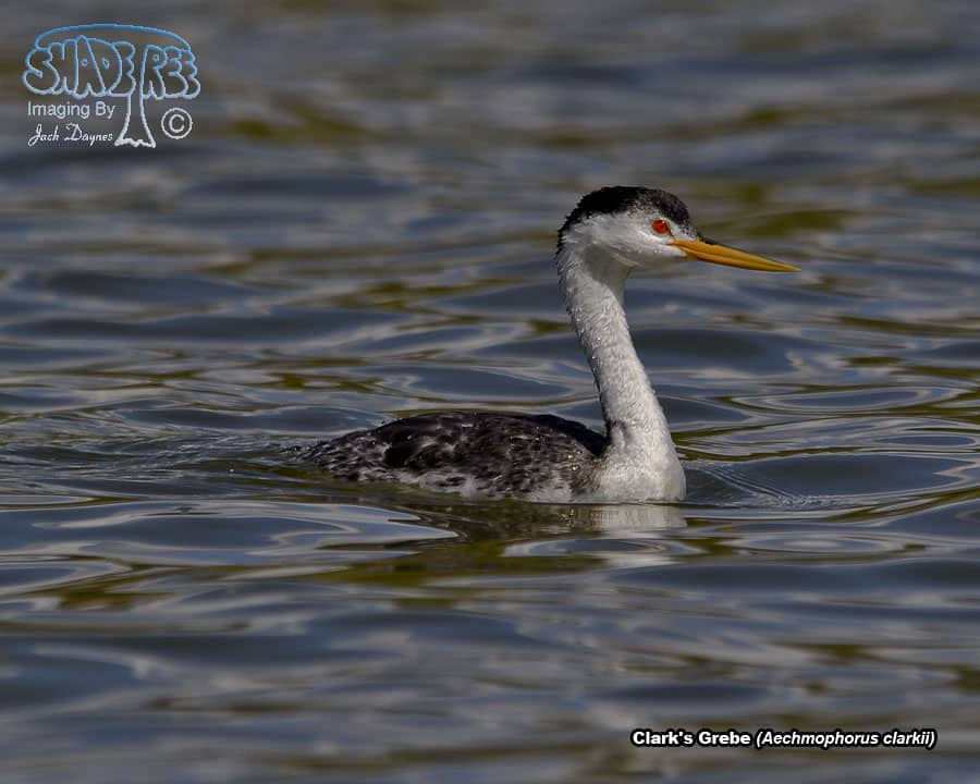 Clark's Grebe - Aechmophorus clarkii