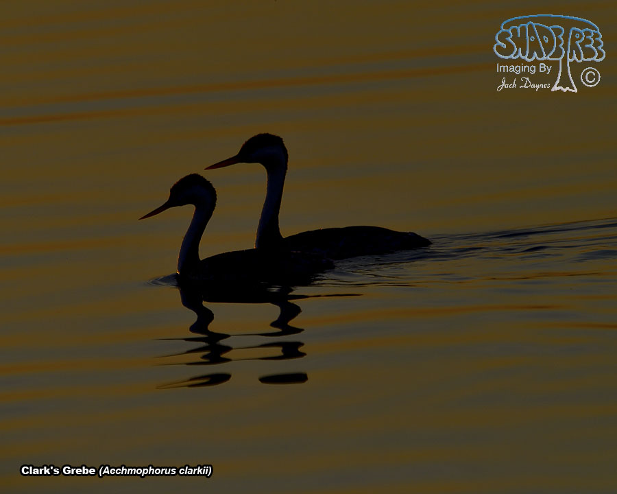 Clark's Grebe - Aechmophorus clarkii
