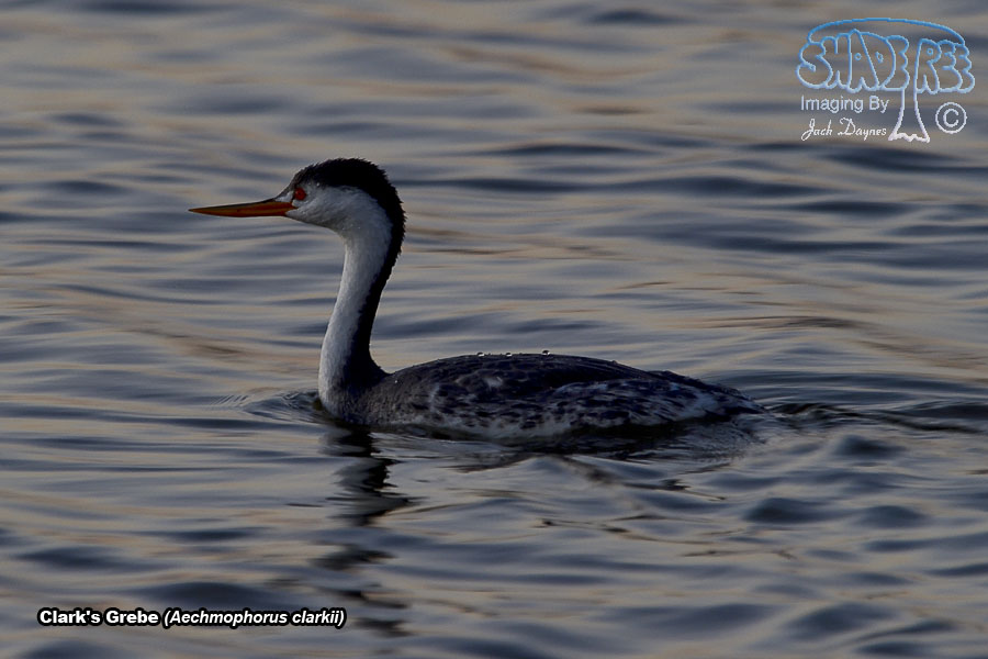 Clark's Grebe - Aechmophorus clarkii