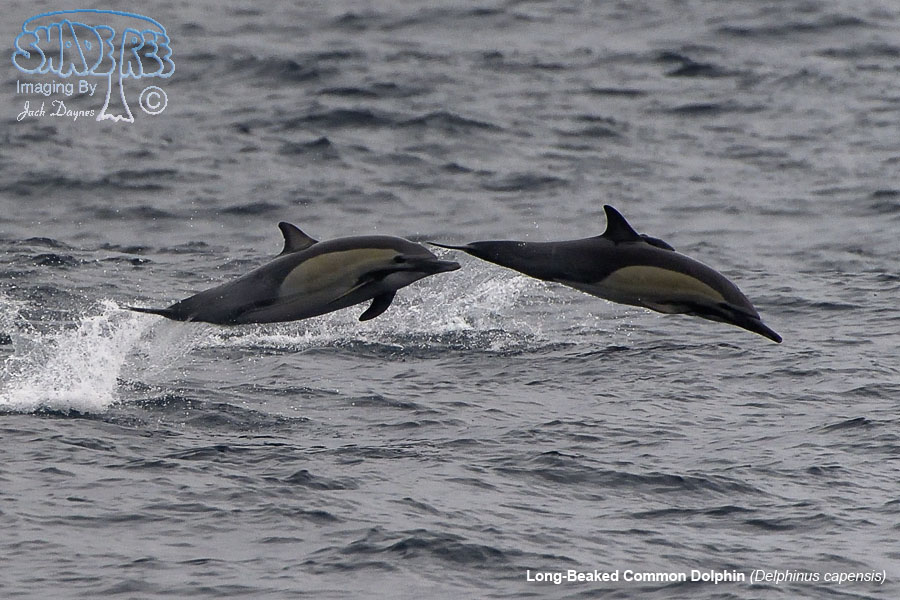 Long-Beaked Common Dolphin - Delphinus capensis