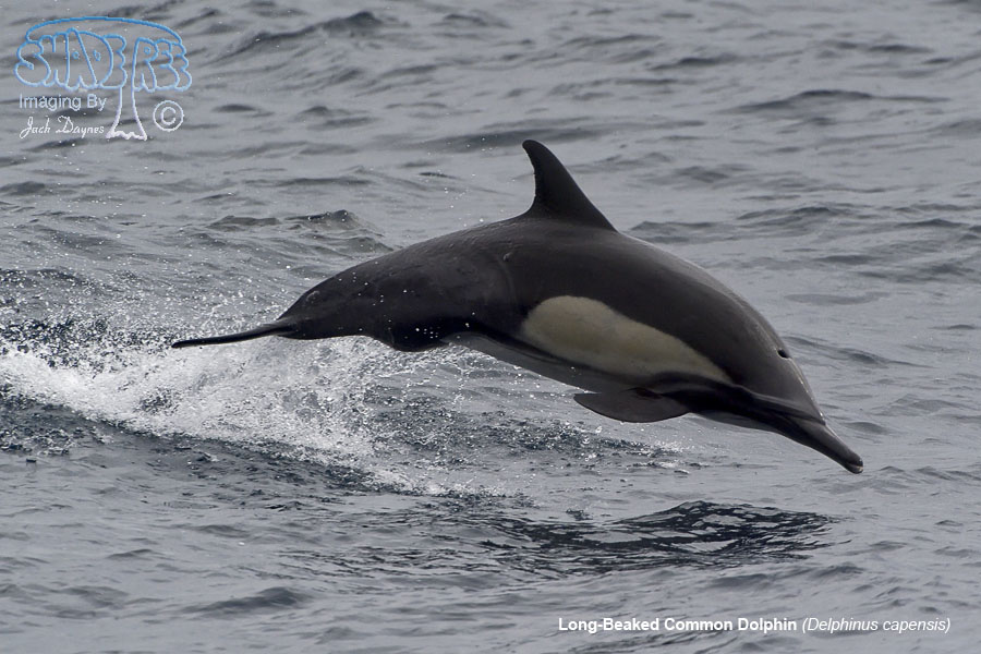 Long-Beaked Common Dolphin - Delphinus capensis