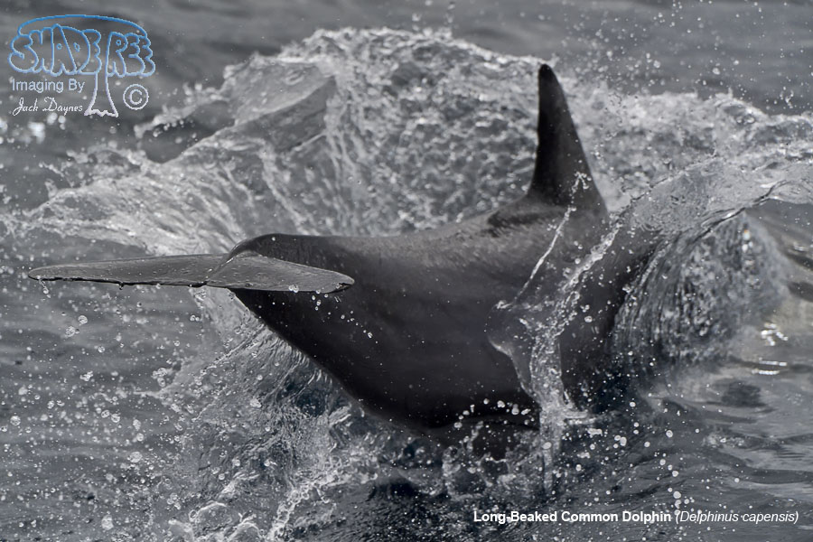 Long-Beaked Common Dolphin - Delphinus capensis