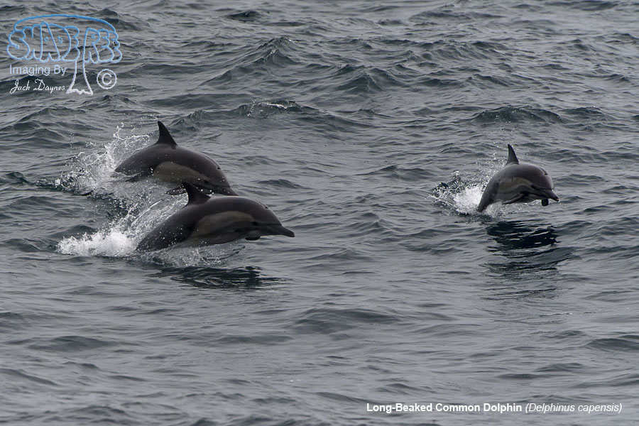 Long-Beaked Common Dolphin - Delphinus capensis
