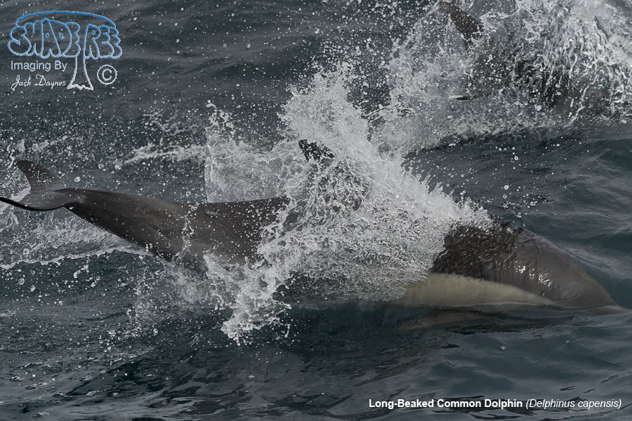 Long-Beaked Common Dolphin - Delphinus capensis