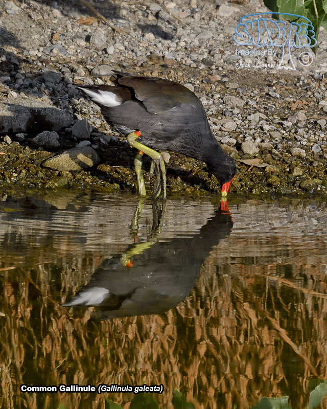 Common Gallinule - Gallinula galeata
