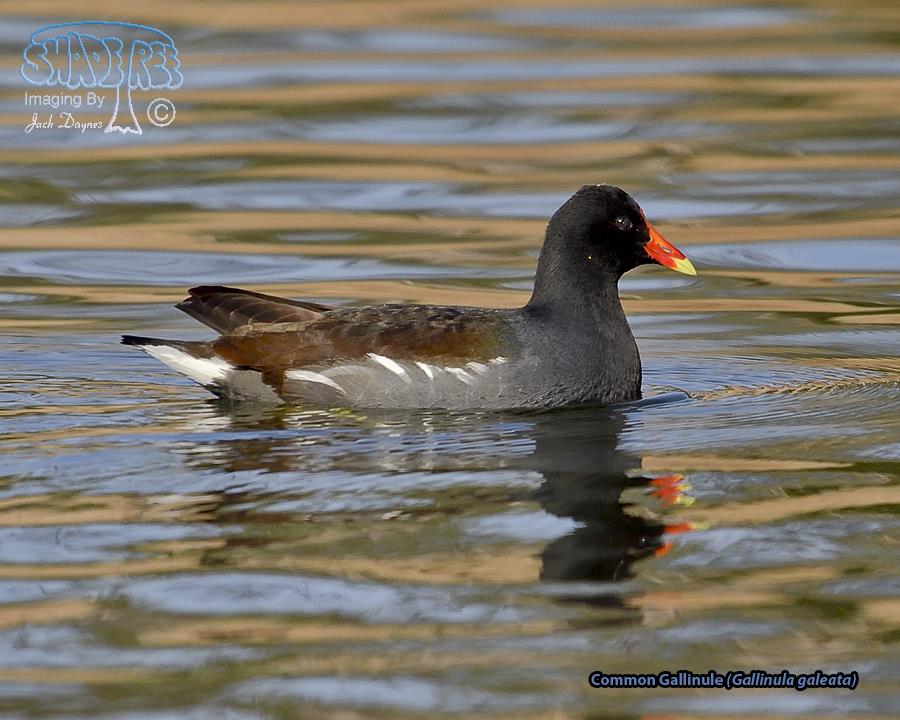Common Gallinule - Gallinula chloropus