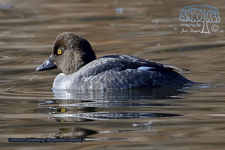 Common Goldeneye - Bucephala clangula