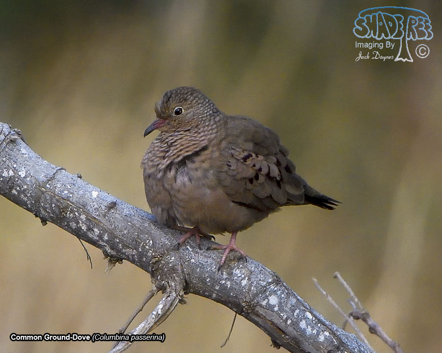 Common Ground-Dove - Columbina passerina