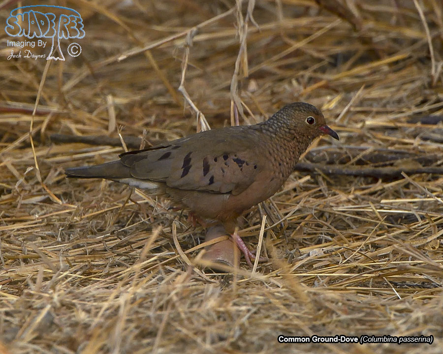 Common Ground-Dove - Columbina passerina