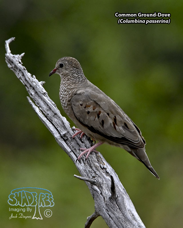 Common Ground-Dove - Columbina passerina