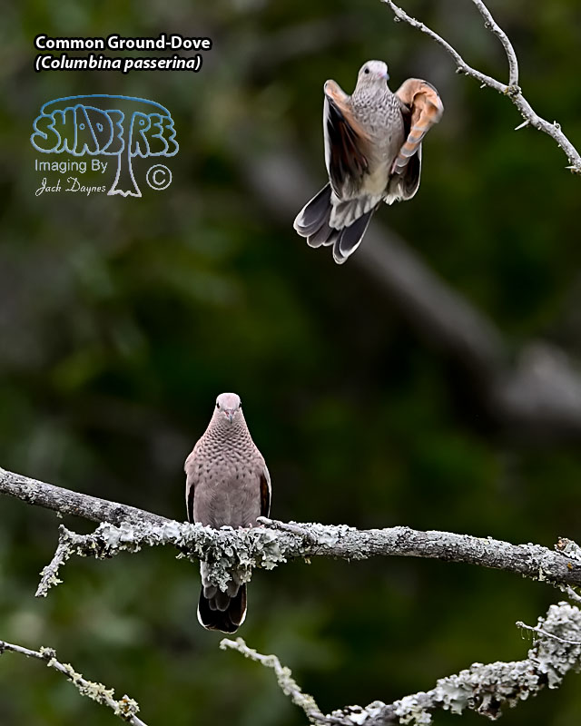 Common Ground-Dove - Columbina passerina
