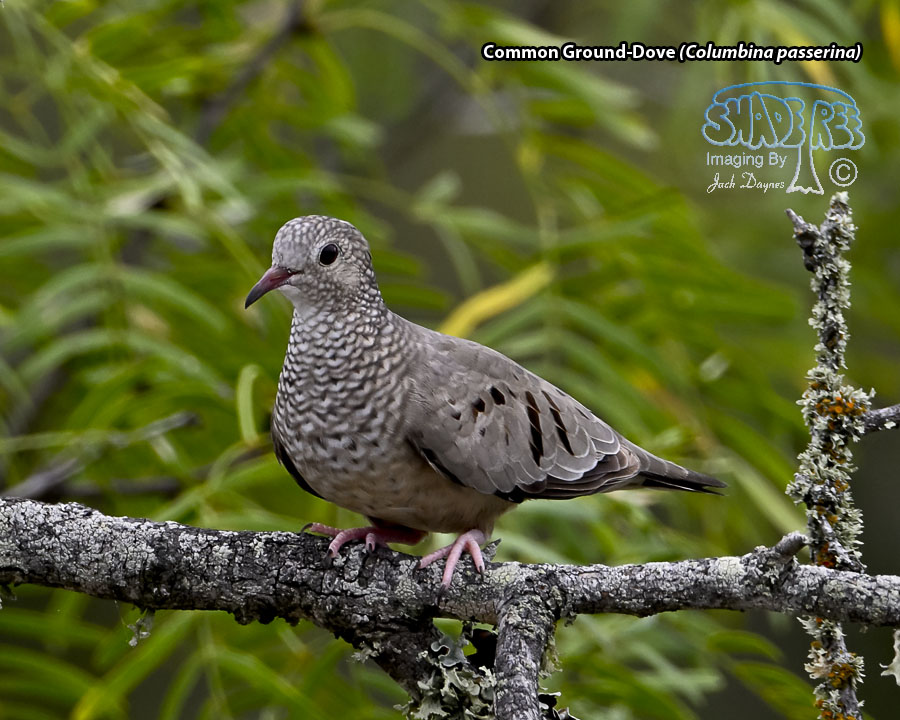 Common Ground-Dove - Columbina passerina