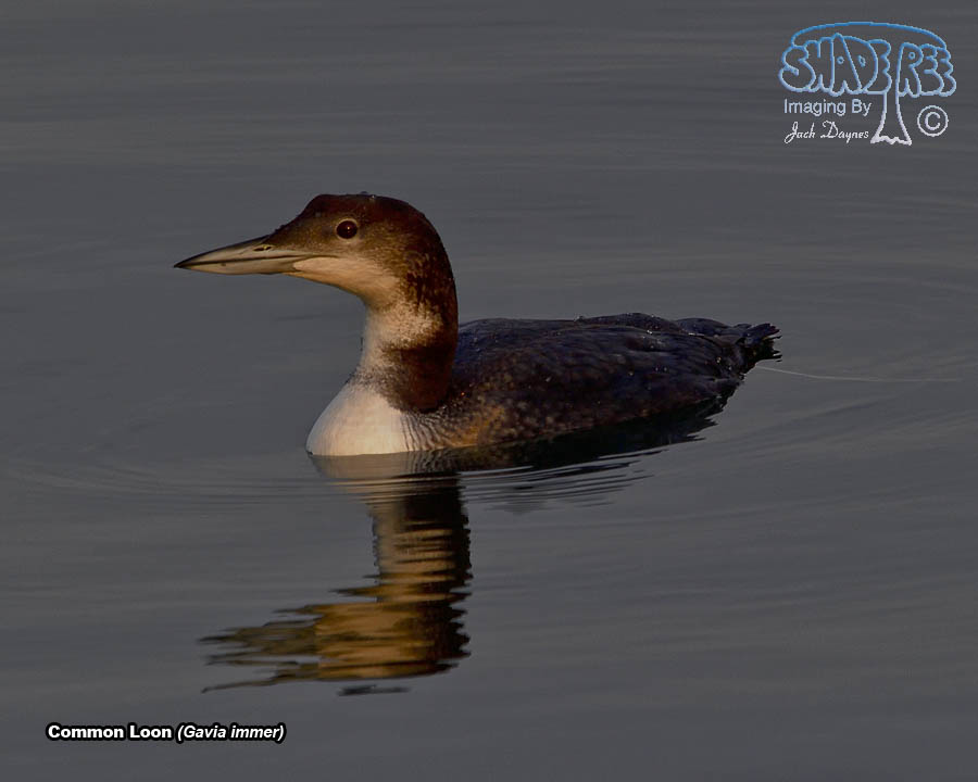 Common Loon - Gavia immer