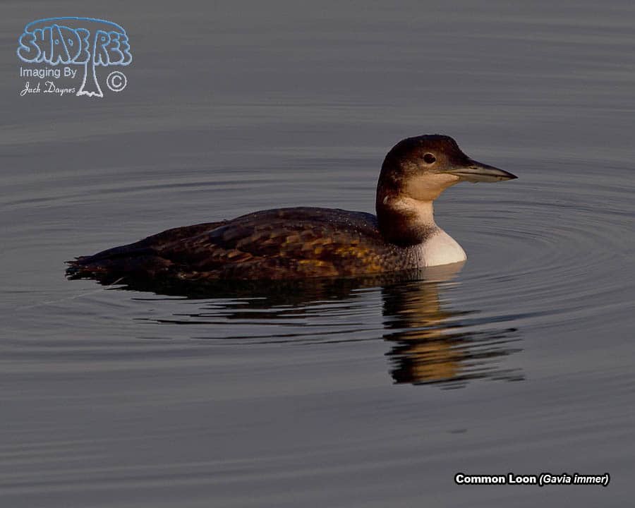 Common Loon - Gavia immer