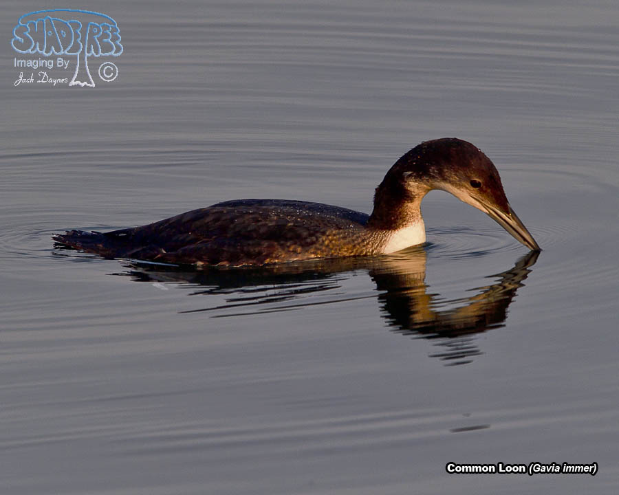 Common Loon - Gavia immer