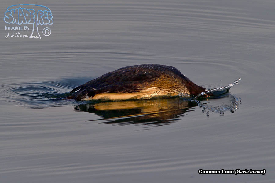 Common Loon - Gavia immer